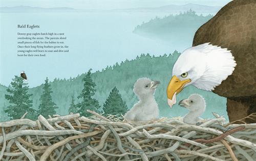  Two baby birds sit in a nest made of twigs. They are grey and fluffy. An eagle stands beside them and leans down with a piece of food in its mouth. Behind them is a large, forested area, and an eagle on the tip of another tree. Text: Bald Eagles. Downy grey eaglets hatch high in a nest overlooking the ocean. The parents shred small pieces of fish for the babies to eat. Once their long flying feathers grow in, the young eagles will learn to soar and dive and hunt for their own food. 
