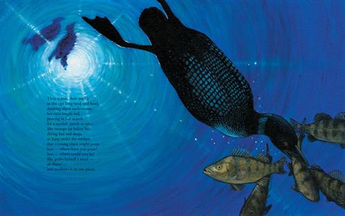  A loon dives under water. A group of brown fish swim, and the loon has one in its mouth. Two birds’ shadows are on the water’s surface. Text: They mimic their mama as she tips long beak and head underwater, her eyes bright red, peering in her search for a sunfish, perch or pike. She swoops far below her, diving fast and deep, so long under the surface that a young chick might peep hoo — where have you gone? hoo — where could you be? She grabs herself a meal — ah there! — and swallows it in one piece. 