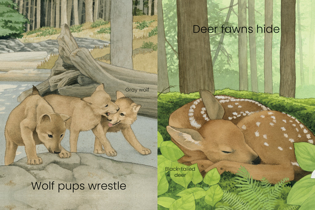  There are two illustrations. In the first, three gray wolf pups stand on the beach with the forest in the background. One pup sniffs at the sand. The other two wrestle as one pup bites the other’s nose. Text: “Wolf pups wrestle”. In the second, a black-tailed deer fawn is curled up asleep in the green ferns, leaves and moss of the forest floor. The fawn has a brown coat with white spots. Trees grow in the background. Text: “Deer fawns hide”. 
