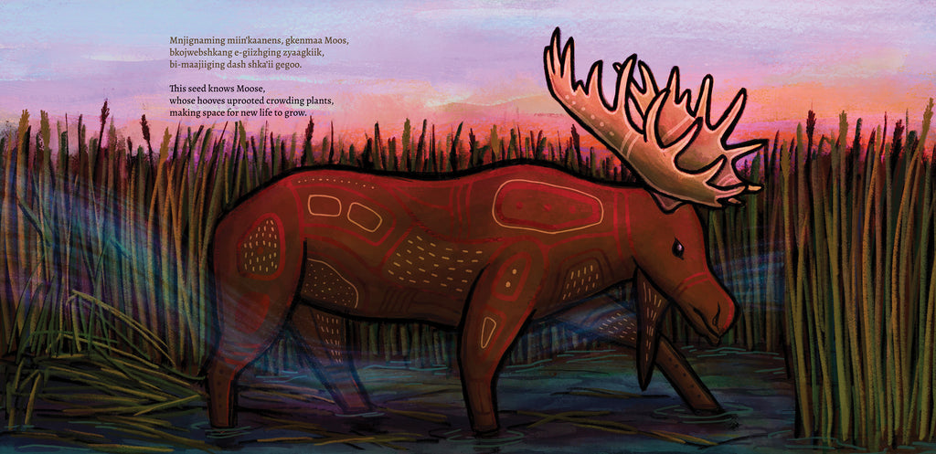  A large antlered moose stands in shallow water, surrounded by end-of-season mnoomin plants. The moose is painted with a pattern of red and yellow lines and shapes. Faint blue and green brushstrokes flow across the scene. The sky shows a pink, orange and purple sunset. Text: Mnjignaming miin’kaanens, gkenmaa Moos, bkojwebshkang e-giizhging zyaagkiik, bi-maajiiging dash shka’ii gegoo. This seed knows Moose, whose hooves uprooted crowding plants, making space for new life to grow. 