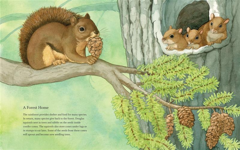  A Douglas squirrel perches on a branch with a conifer cone in its mouth. More cones grow from the branch. Three squirrel babies peek out of a hole in the tree trunk. The text explains that the rainforest provides shelter and food for many species, who give back to the forest in turn. For example, the some of the cones that the squirrels store to eat later will sprout into new trees. 