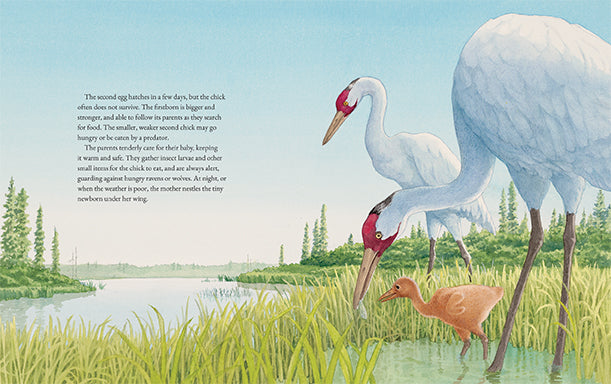 The Whooping Cranes of Wood Buffalo National Park 