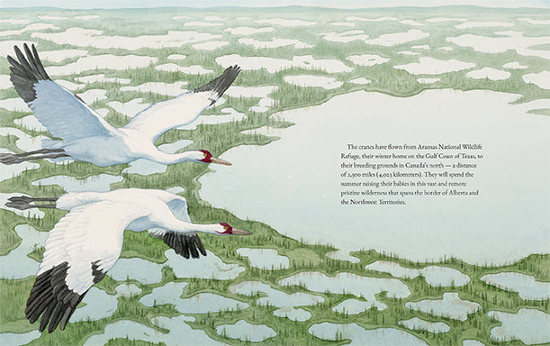  The Whooping Cranes of Wood Buffalo National Park 