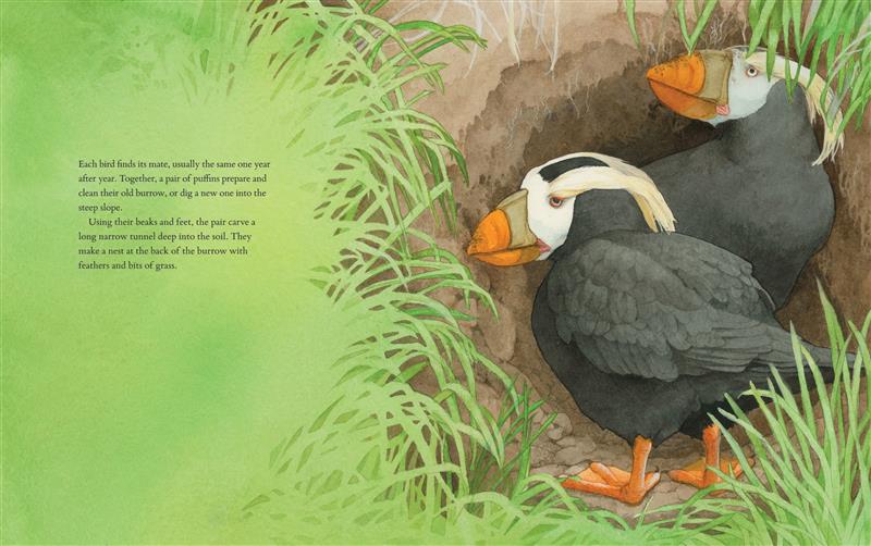  The Tufted Puffins of Triangle Island 