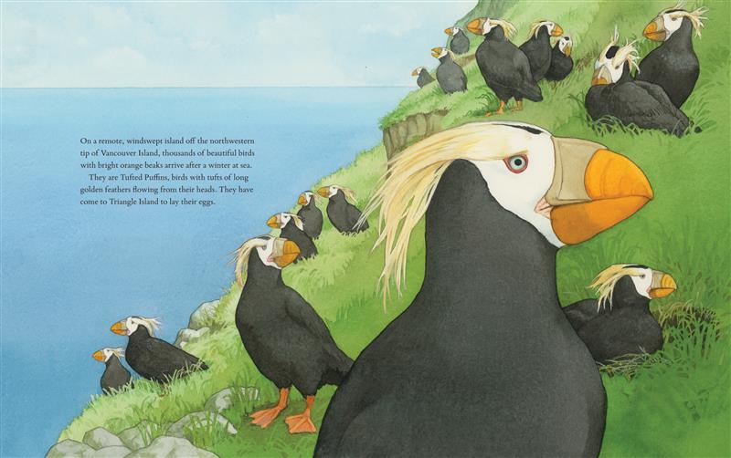  The Tufted Puffins of Triangle Island 