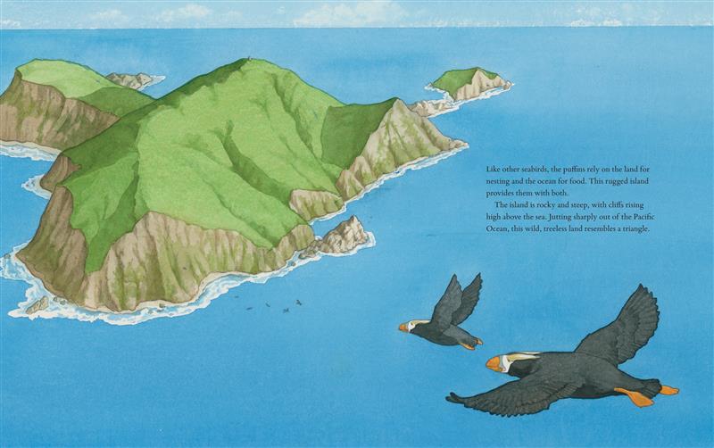  The Tufted Puffins of Triangle Island 