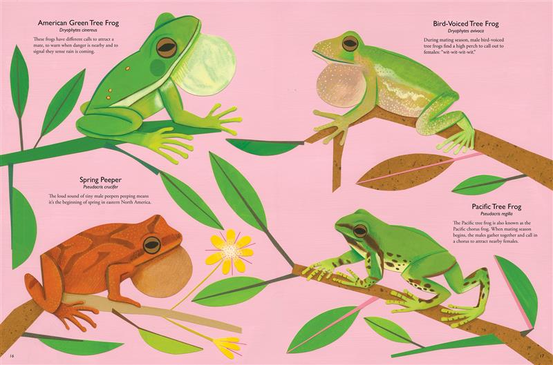  My Book of Frogs and Toads 