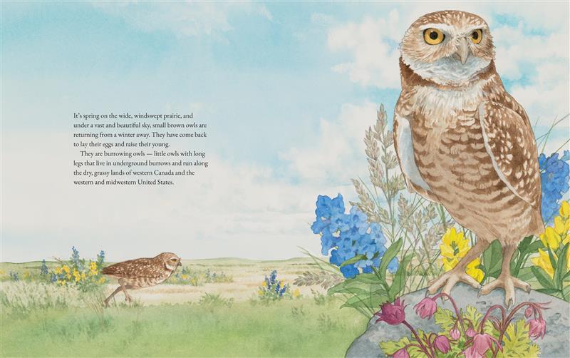 The Burrowing Owls of the Prairie Grasslands 