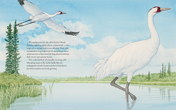  The Whooping Cranes of Wood Buffalo National Park 