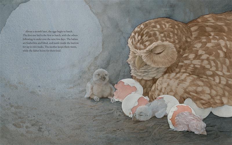  The Burrowing Owls of the Prairie Grasslands 