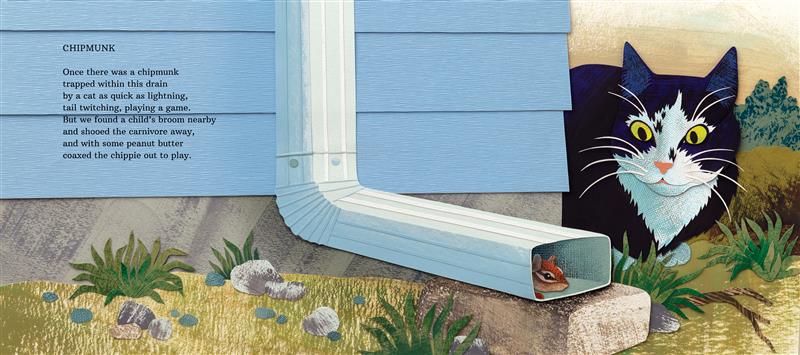  A black-and-white cat stands guard, watching a chipmunk hiding in a downspout attached to a house with pale blue siding. In a poem called 