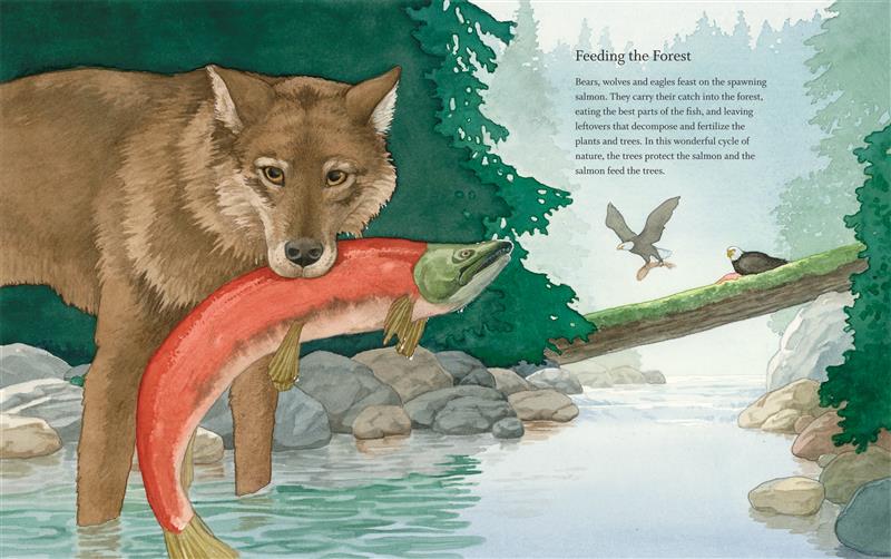  A wolf stands in a stream, holding a salmon in its mouth. In the background, an eagle sits on a moss-covered log that has fallen across the stream. Another eagle flies low, holding a salmon in its talons. The text explains that bears, wolves and eagles eat the spawning salmon. The leftovers from their meals decompose and fertilize the soil. 