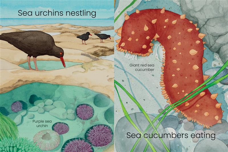  West Coast Wild Seashore Hide and Seek 