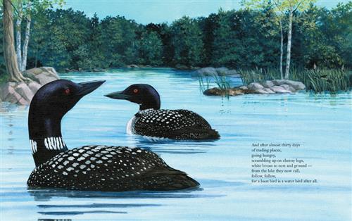  Two loons float on the surface of a blue lake. Along the shore are trees, rocks, bushes, and reeds. Text: And after almost thirty days of trading places, going hungry, scrambling up on clumsy legs, white breast to nest and ground — from the lake they now call, follow, follow, for a loon bird is a water bird after all. 